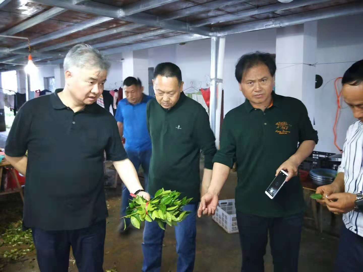 邵陽(yáng)油茶苗,湖南油茶苗,湘林油茶苗,三華油茶苗