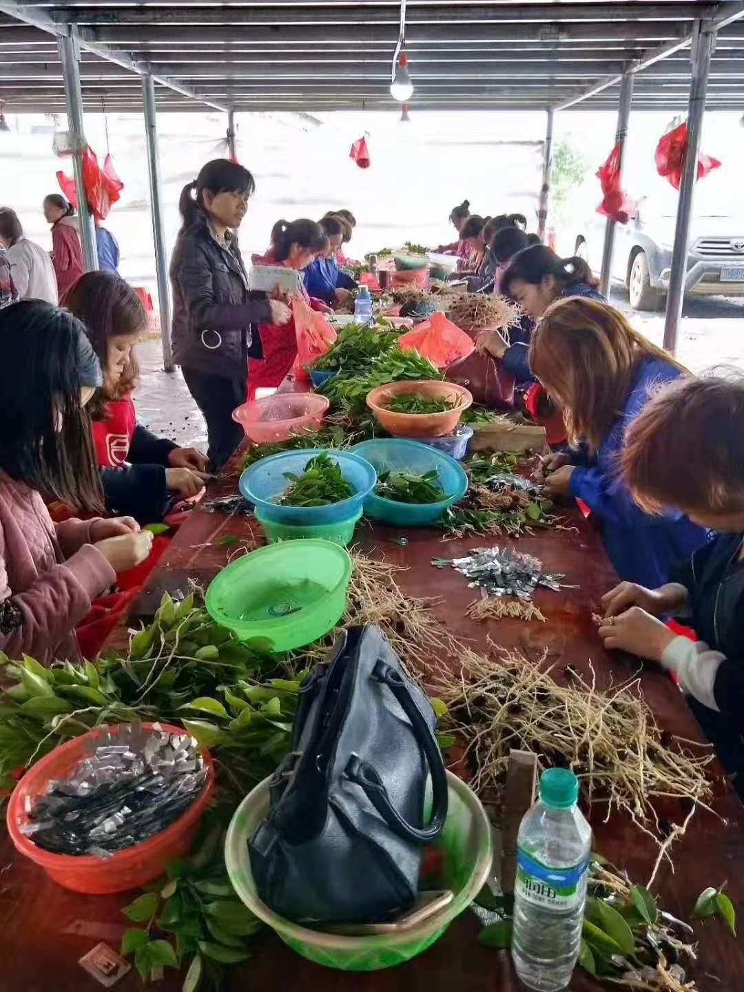 邵陽(yáng)油茶苗,湖南油茶苗,湘林油茶苗,三華油茶苗