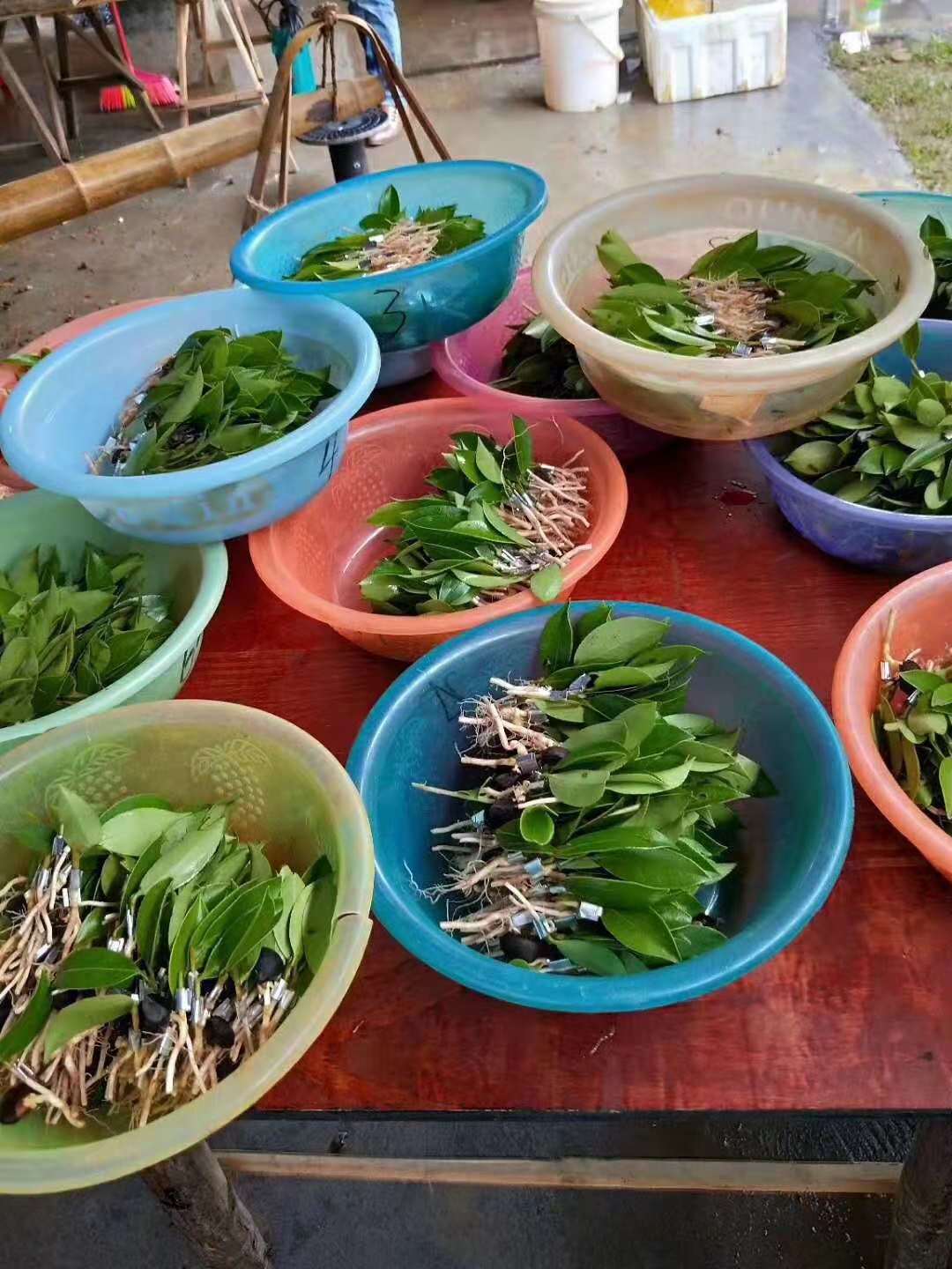 邵陽(yáng)油茶苗,湖南油茶苗,湘林油茶苗,三華油茶苗